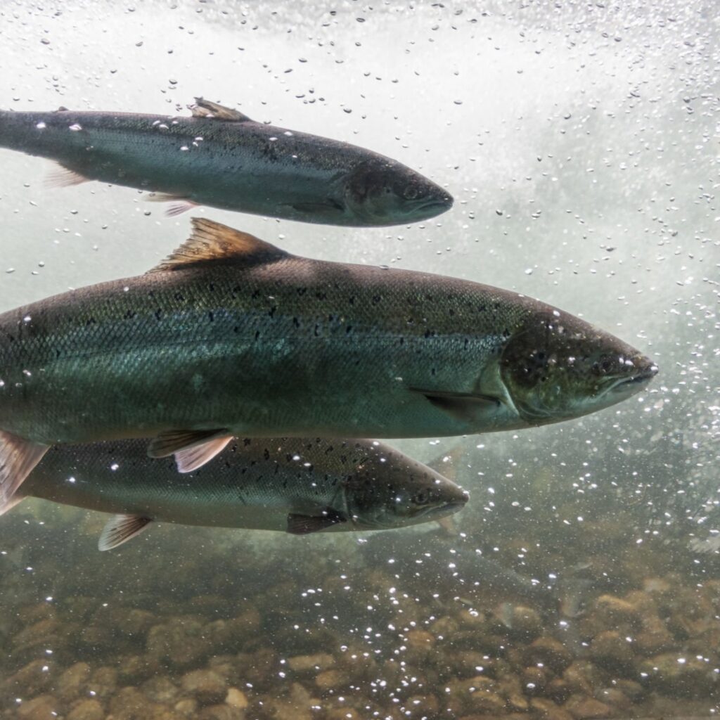 Salmon swimming against the current of the water in Norway