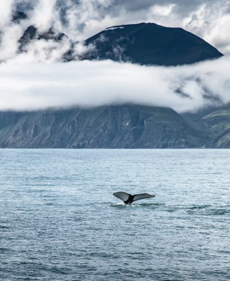 Whale tale in Iceland oceans with mountain view